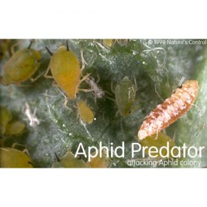 Aphid Predators for Aphid Pest Control - Ladybug Indoor Gardens