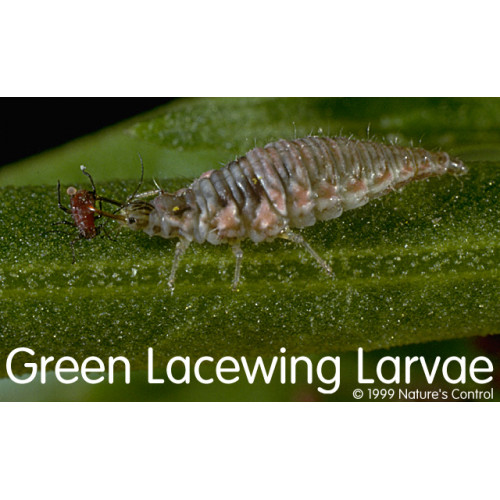 Green Lacewing Larvae Eggs (Chrysoperla carnea) Eggs on Cards